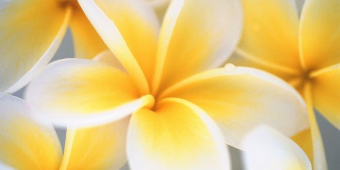 1920x1200 Windows, windows7guide, background, flower, wallpaper, desktop