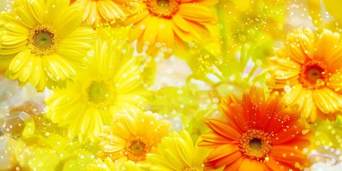 1920x1200 Yellow Flowers Wallpaper ·① WallpaperTag