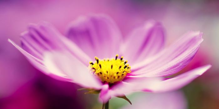 2560x1600 Flower HD Wallpaper | Background Image | 2560x1600 | ID:261537