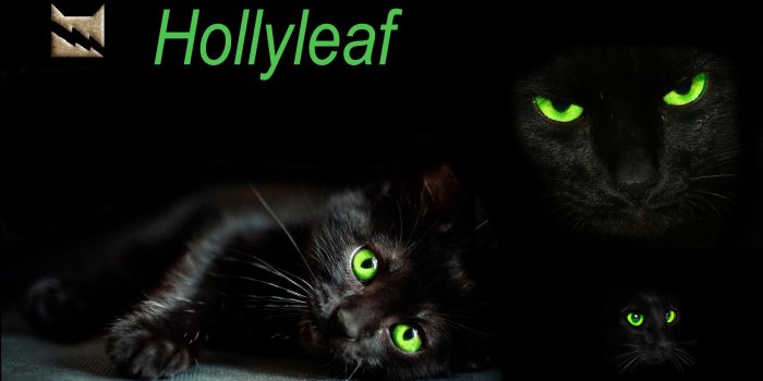 2560x1600 Warrior Cat Wallpapers Backgrounds (56+ images)