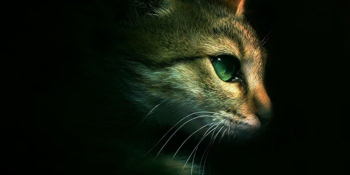 1600x1200 Download Free Warrior Cats Backgrounds