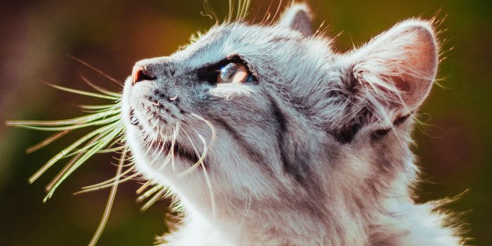 1242x2688 10 Cat Wallpapers For iPhone XS Max, iPhone XS, iPhone XR | White