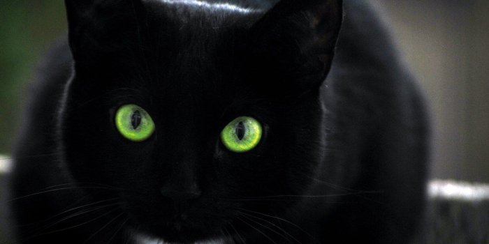 1280x1024 Black Cat Halloween Pumpkin Art Iphone 5 Wallpaper - Real Life