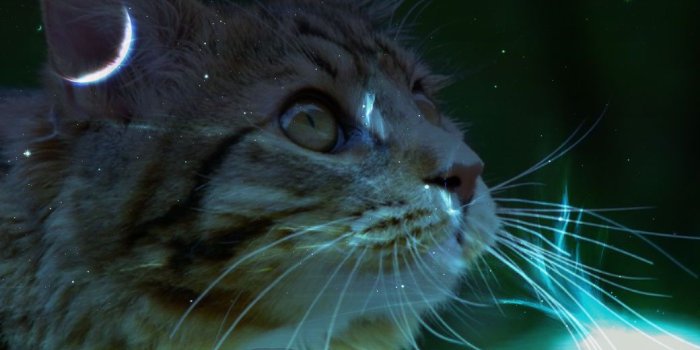 1040x780 Warrior Cats Pictures Free Download by Aliisa Mcelrath