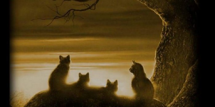 1024x768 Warrior Cats Wallpapers