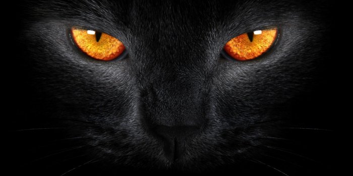 1920x1080 Download Free Warrior Cats Backgrounds - PixelsTalk.Net