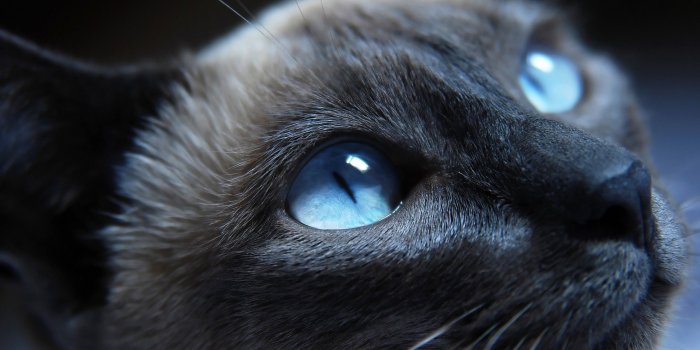 2560x1600 Warrior Cat Wallpapers Backgrounds (56+ images)