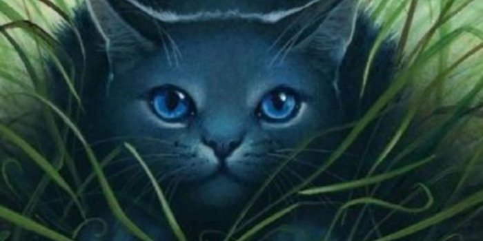1024x768 Warrior Cats Images Wallpaper Bluestar Hd Wallpaper - Warriors