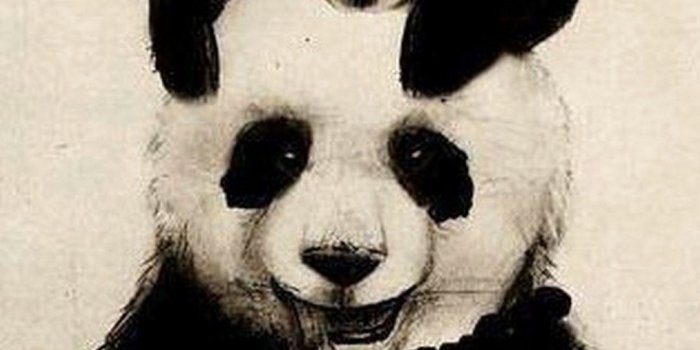 1080x1920 Wallpaper Cute For Android - Panda Hd Wallpaper For Android, Hd