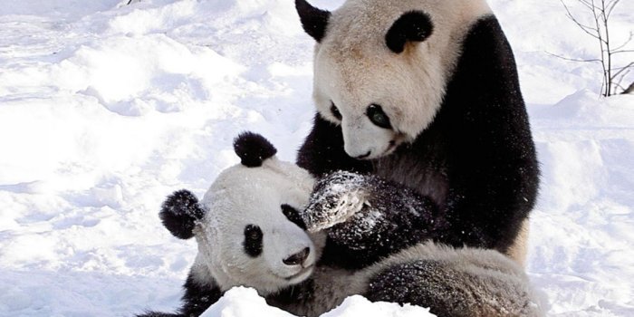 1600x960 44+] Panda Song Wallpaper on WallpaperSafari