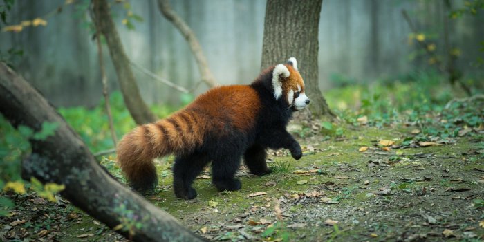 1920x1080 Wallpaper of Animal, Red Panda, Wildlife background & HD image