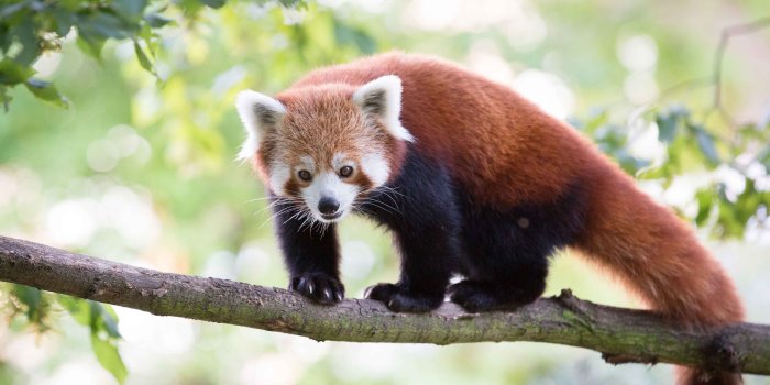 4618x3079 Red Panda HD Wallpapers 4