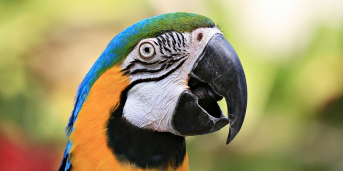 2816x1880 Why Does My Parrot Scream? | Petfinder