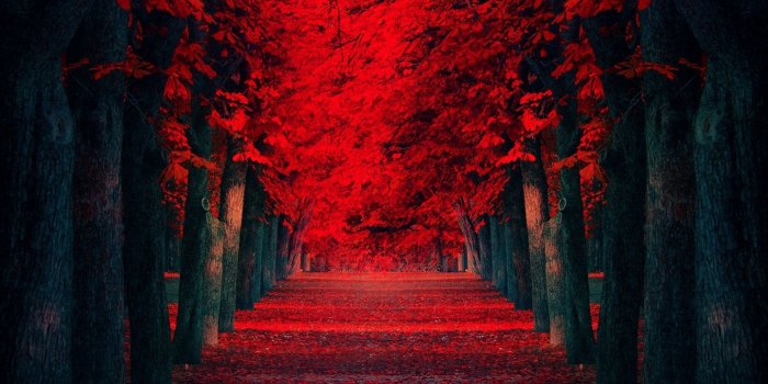 1440x900 Free download Red Leaves Beautiful Fall Landscapes HD Wallpapers