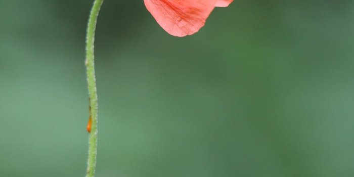 910x1365 HD wallpaper: poppy, wild flower, red, country, field, beauty in