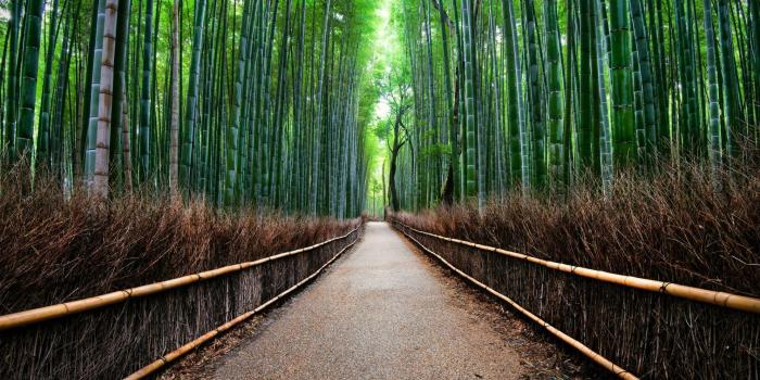 1920x1080 Bamboo Forest Japan Computer Wallpaper (51+ images)