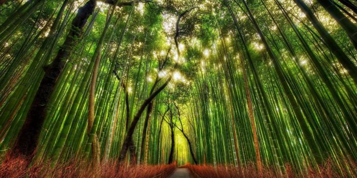 1920x1200 Arashiyama Wallpapers - Top Free Arashiyama Backgrounds