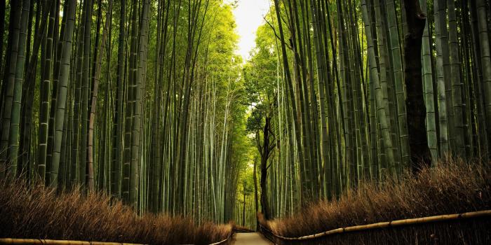 3840x2160 Bamboos (near Tenryuu ji Temple, Kyoto) Desktop Wallpapers Desktop