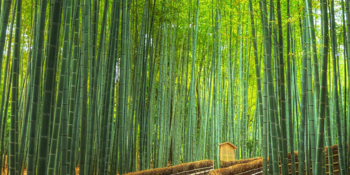 958x1534 Arashiyama Bamboo Forest - Kyoto, Japan | Bamboo forest japan