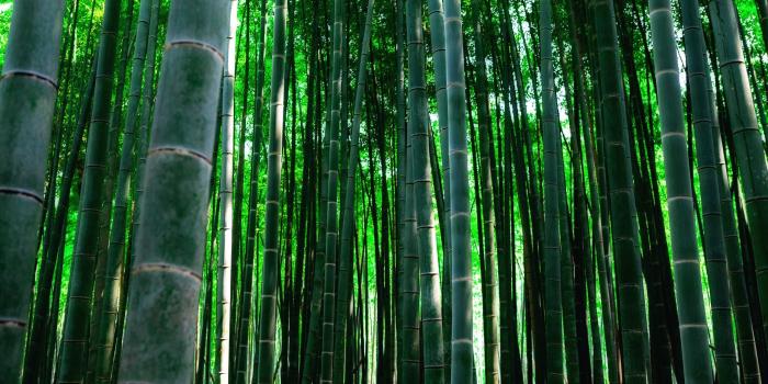 2560x1600 Japan, nature, trees, forest, bamboo, Kyoto, sunlight :: Wallpapers