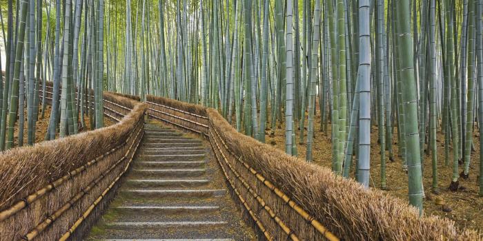 1920x1080 Bamboo Forest Japan Computer Wallpaper (51+ images)