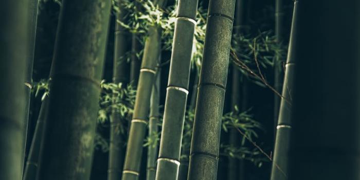 910x1138 HD wallpaper: japan, kyōto-shi, arashiyama bamboo grove, kyoto