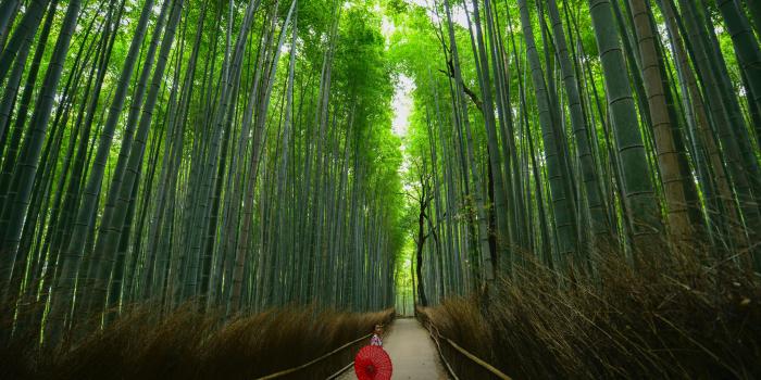 6898x4288 Arashiyama Bamboo Forest, Kyoto, Japan Pictures | Download Free