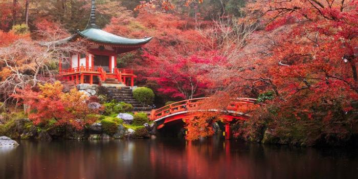 1332x850 Wallpaper autumn, forest, bridge, river, Japan, temple, Japan