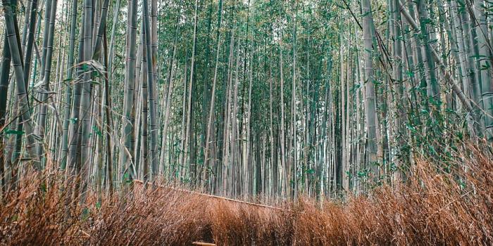 910x1364 HD wallpaper: japan, kyoto, arashiyama bamboo forest, nature