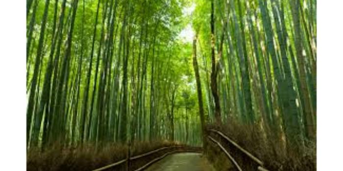 3840x2160 Bamboo Forest Japan Computer Wallpaper (51+ images)