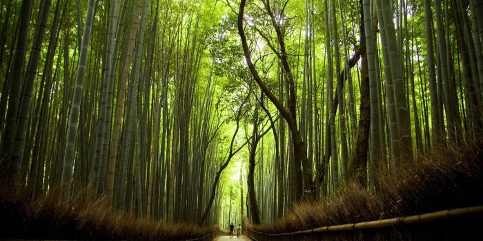 1920x1080 Sagano Bamboo Forest Wallpapers