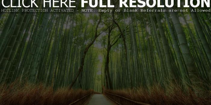 1920x1080 Kyoto Bamboo Forest, HD wallpaper | Wallpaperbetter