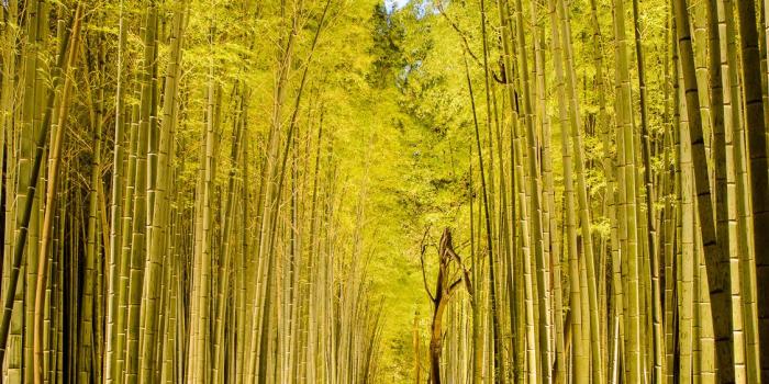 1125x1800 Free download desktop background image of the Arashiyama Bamboo