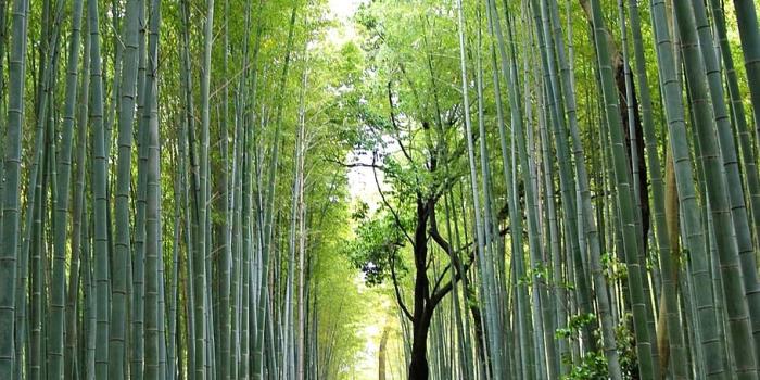 910x1359 HD wallpaper: bamboo forest, sagano, kyoto, arashiyama, grove