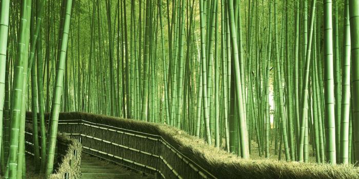 1920x1200 bamboo-forest-china-wallpaper_bamboo-forest-china-5957.jpg (1920