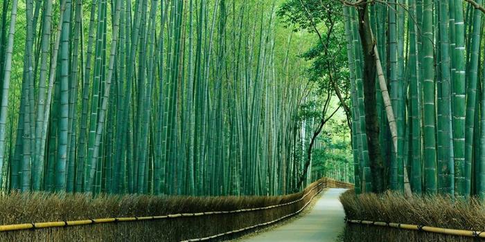 1500x1134 12-Feet wide by 9-Feet high Prepasted wallpaper high quality full