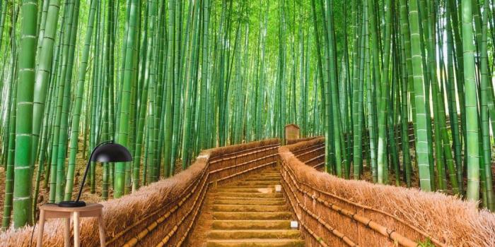 1044x789 Buy Bamboo forest Kyoto wall mural - Free US shipping at Happywall.com