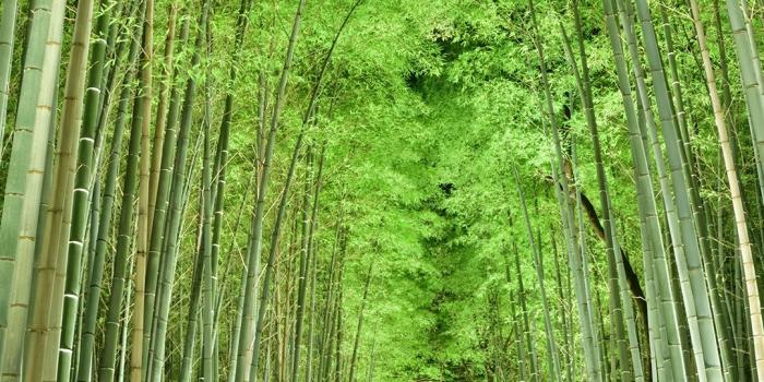 1080x1920 Japan's wallpaper> A wallpaper of 