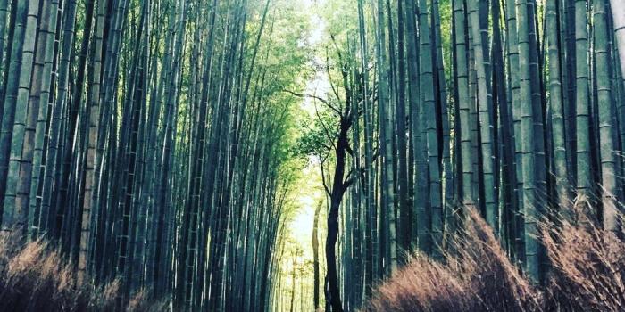 1000x1000 Arashiyama Bamboo Forest, Kyoto, Japan Pictures | Download Free
