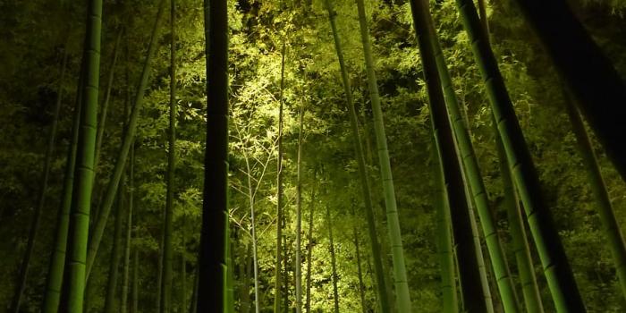 910x1213 HD wallpaper: bamboo forest, kyoto, kodai-ji temple, green light