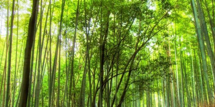 720x1280 Forest, Jungle, Bamboo Forest, Vegetation, Path Hd - Arashiyama