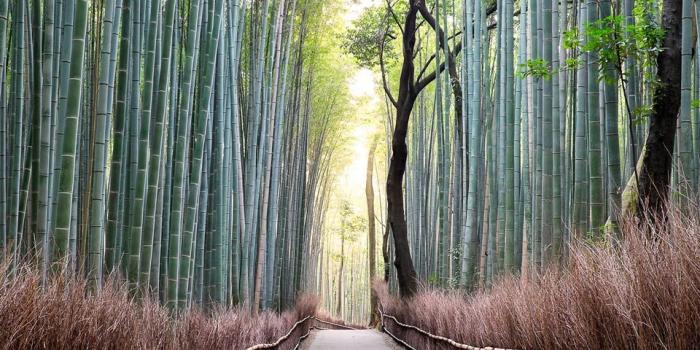 960x960 The Harmony of Japan vs. The Sakura Apocalypse | Forest, Photo