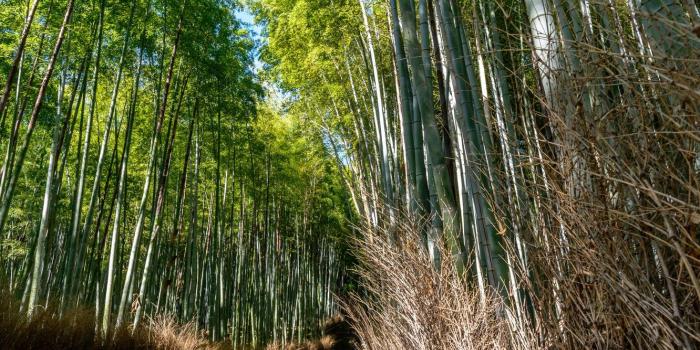 1332x850 Wallpaper Japan, People, Forest, Trail, Bamboo, Kyoto images for