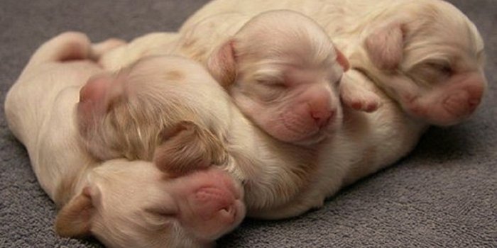 1440x900 HD Wallpaper, Download Animal Photos, Cute Animals, Best Friend