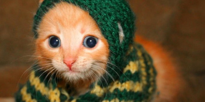 1920x1080 Animal Images HD, Funny Wallpapers, HD Wallpaper, Cute Animals