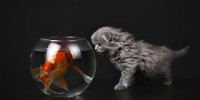 1200x800 Animal Images HD, HD Wallpaper, Cute Animals, Best Friend, Screen