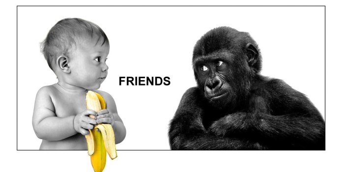 1440x900 Funny Friends Wallpaper | WallDiskPaper