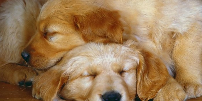 1920x1440 Best Friend Wallpapers HD