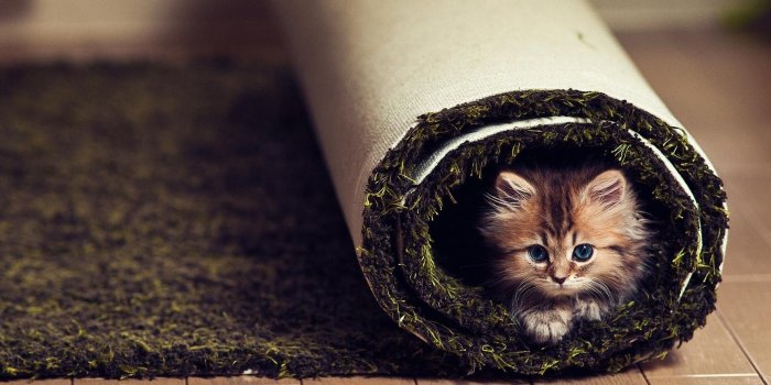 1920x1080 Mac, Funny, Kitten, Kittens,animals, Face, Carpet, Best Friend