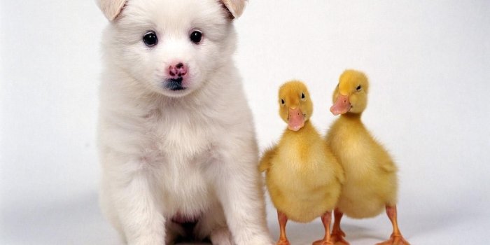 1280x1024 Cute Friends - Domestic Animals Wallpaper (2785606) - Fanpop